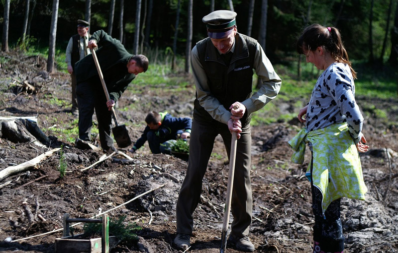 500 mln drzew rocznie sadzą Lasy Państwowe. Co w tym czasie robią pseudoekolodzy?