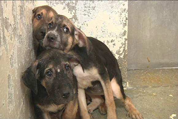 Zero tolerancji dla znęcania się nad zwierzętami. Znaczne zwiększenie kar dla zwyrodnialców katujących zwierzęta!